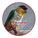 طوطی کایک سر سیاه