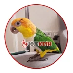 ???? راهنمای نگهداری طوطی کایک سر نارنجی