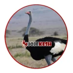 نژاد شترمرغ گردن آبی (Blue-Neck Ostrich)