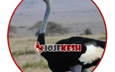 نژاد شترمرغ گردن آبی (Blue-Neck Ostrich)