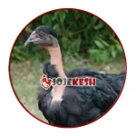 تخم نطفه دار مرغ گردن لخت