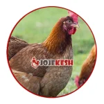 تخم نطفه دار مرغ گلپایگانی