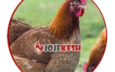 تخم نطفه دار مرغ گلپایگانی