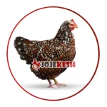 تخم نطفه دار مرغ گلین لری